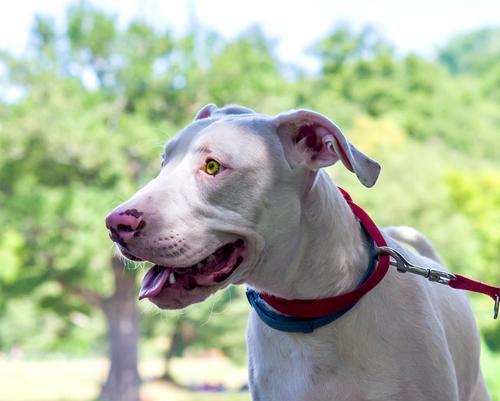 寻血猎犬：追踪本能与应用领域全面解析 - 悠悠酷狗网