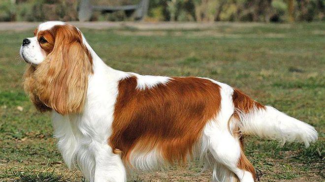 寻血猎犬：追踪本能与应用领域全面解析(图3)