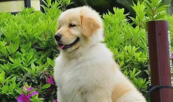 寻血猎犬：追踪本能与应用领域全面解析(图2)