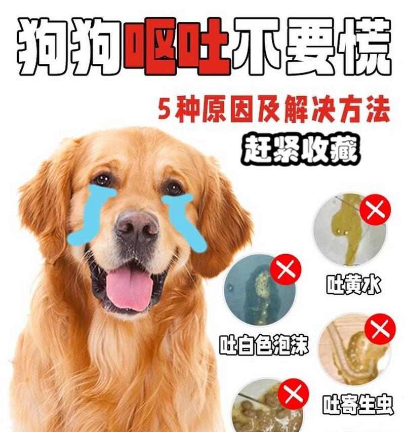 夏天狗狗呕吐的原因与有效预防方法推荐 - 悠悠酷狗网