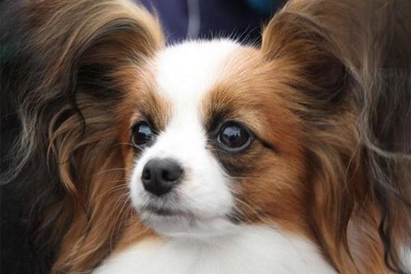 犬猫阿米巴病 - 悠悠酷狗网