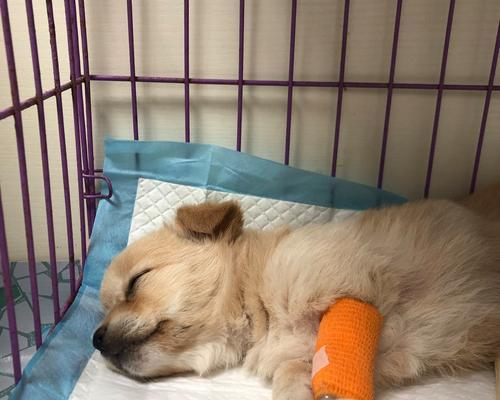 以狗得细小输液的主要药物(了解为狗进行细小输液所用药物的种类和效果)(图3) 以狗得细小输液的主要药物(了解为狗进行细小输液所用药物的种类和效果)(图3)