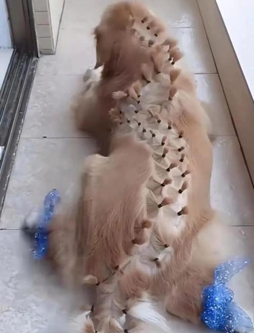 勇敢坚持的狗狗爬行故事感动人心，启发生命力量(图2)