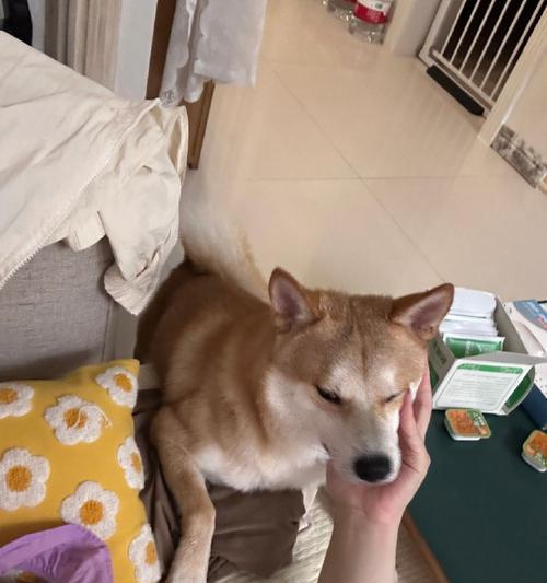 勇敢坚持的狗狗爬行故事感动人心，启发生命力量 - 悠悠酷狗网