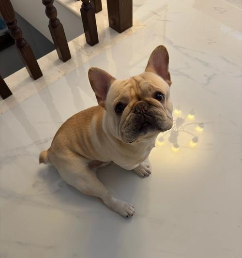 勇敢坚持的狗狗爬行故事感动人心，启发生命力量(图3)