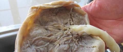 狗胎盘揭秘：结构功能与对狗生命周期的重要影响(图2)