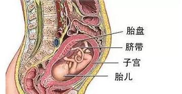 狗胎盘揭秘：结构功能与对狗生命周期的重要影响 - 悠悠酷狗网