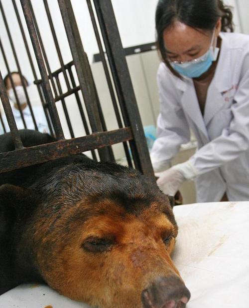 犬瘟晚期症状详解与护理建议，帮助宠主应对关键阶段(图3)