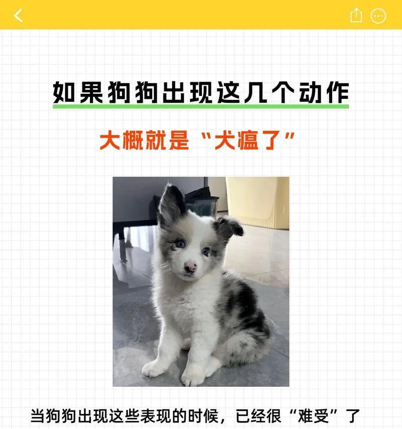 犬瘟晚期症状详解与护理建议，帮助宠主应对关键阶段(图2)