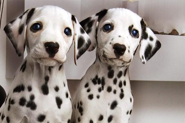 犬猫弓形虫病(图1)