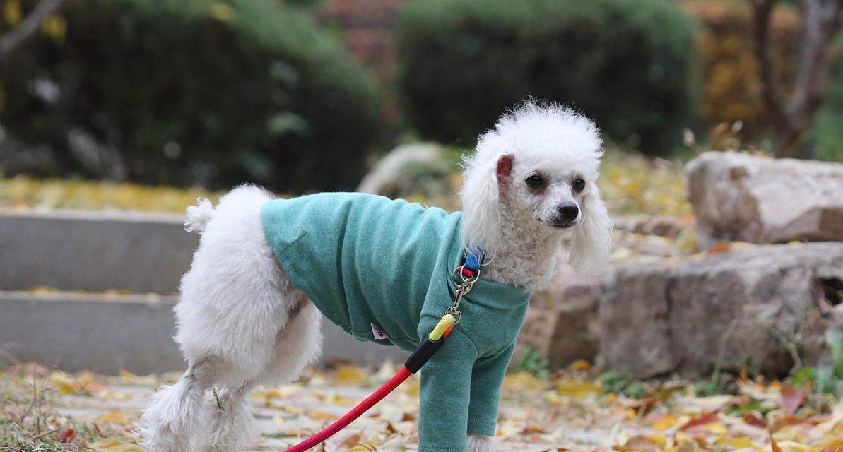 小狗鼻子的独特之处(探秘小狗鼻子的奇妙功能与特征)(图1) 小狗鼻子的独特之处(探秘小狗鼻子的奇妙功能与特征)(图1)