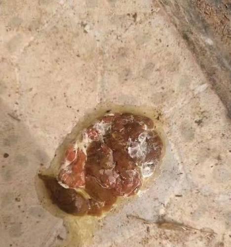 犬球虫感染症状及预防措施（探索犬球虫症状、危害及有效的预防方法）(图3)