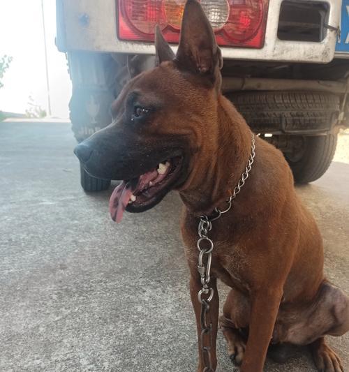 狗舌头颜色正常吗？（探究狗的舌头颜色变化及可能的健康问题）(图2)