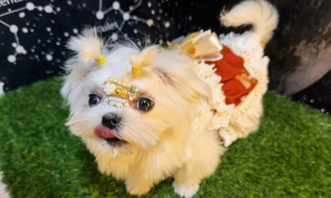 犬球虫感染症状及预防措施（探索犬球虫症状、危害及有效的预防方法）(图1)