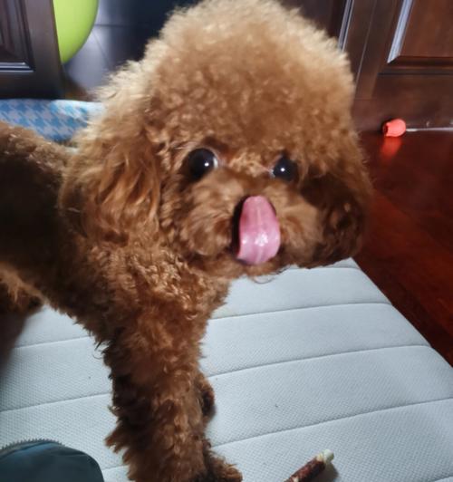 狗舌头颜色正常吗？（探究狗的舌头颜色变化及可能的健康问题）(图1)