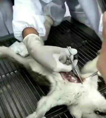 狗声带割除手术注意事项与护理指南(图1)