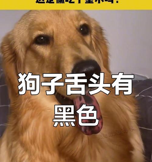 狗舌头颜色正常吗？（探究狗的舌头颜色变化及可能的健康问题）(图3)