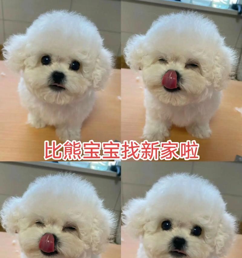 养护比熊幼犬的15个关键技巧与贴心养育指南(图1)