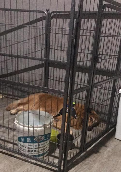 狗声带割除手术注意事项与护理指南(图2)