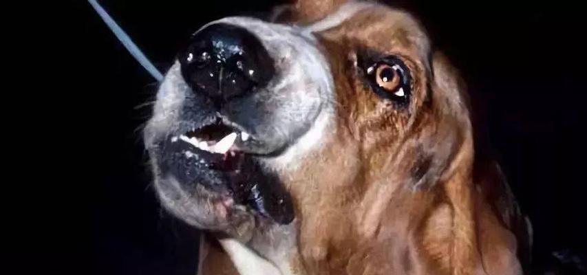 狗声带割除手术注意事项与护理指南(图3)