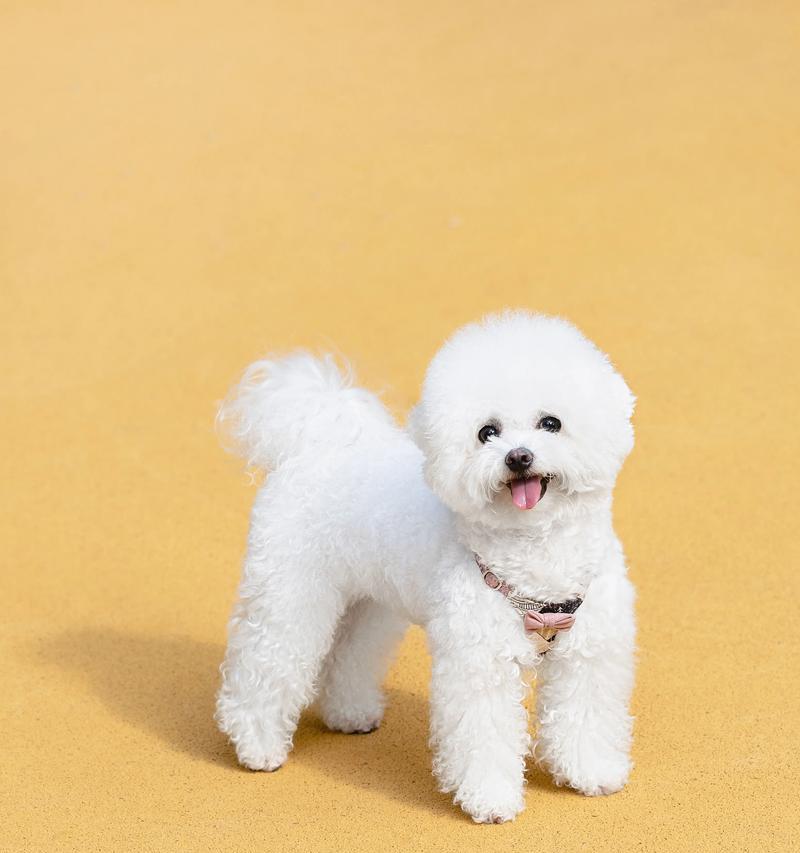 养护比熊幼犬的15个关键技巧与贴心养育指南(图3)