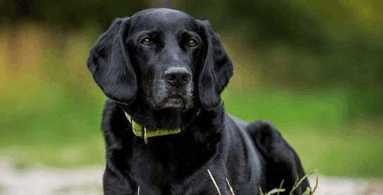 黑狗白胸犬种特点与养护指南,打造理想宠物伴侣(图2) 黑狗白胸犬种特点与养护指南,打造理想宠物伴侣(图2)