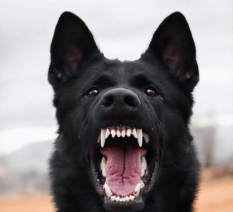 黑狗白胸犬种特点与养护指南，打造理想宠物伴侣 - 悠悠酷狗网