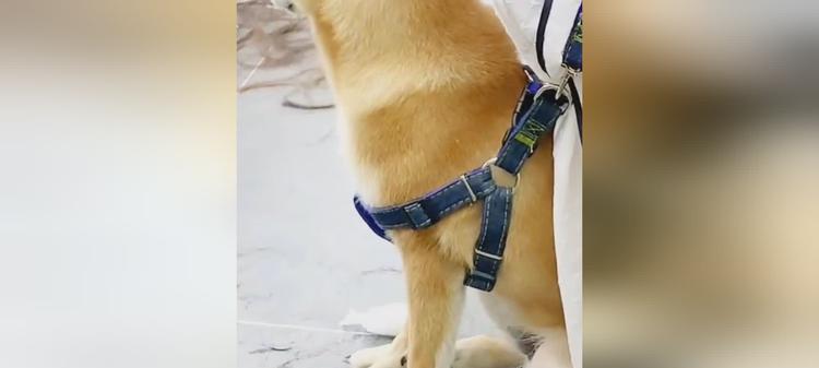 如何应对狗狗刨地板行为：原因与实用解决方案(图3)