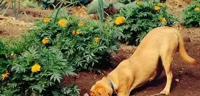 如何应对狗狗刨地板行为：原因与实用解决方案(图2)