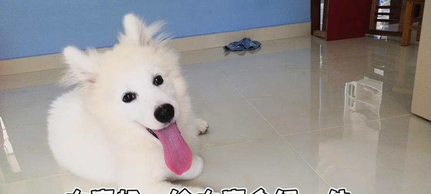 如何应对狗狗刨地板行为：原因与实用解决方案 - 悠悠酷狗网