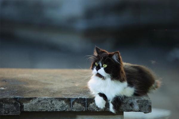 犬巴贝丝虫病(图2)