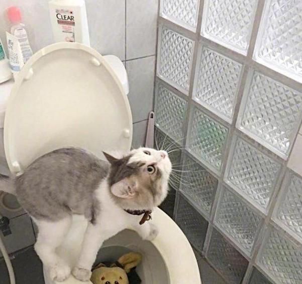 厕所公鸡和猫(良好卫生习惯和生活品质的体现——厕所公鸡与猫的代表意义)(图1) 厕所公鸡和猫(良好卫生习惯和生活品质的体现——厕所公鸡与猫的代表意义)(图1)