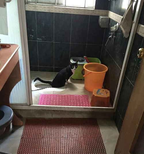 厕所公鸡和猫(良好卫生习惯和生活品质的体现——厕所公鸡与猫的代表意义)(图3) 厕所公鸡和猫(良好卫生习惯和生活品质的体现——厕所公鸡与猫的代表意义)(图3)