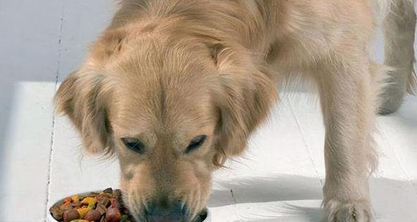 探索狗狗内心的恐惧（解密狗狗内心世界，我们所不知道的恐惧）(图2)