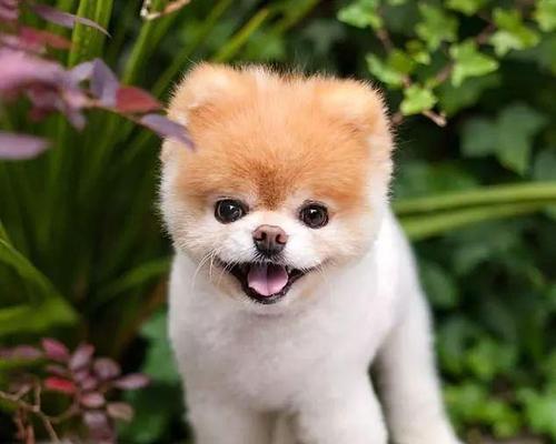 探索狗狗内心的恐惧（解密狗狗内心世界，我们所不知道的恐惧）(图1)