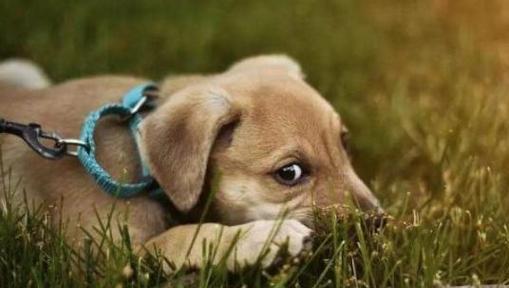 探索狗狗内心的恐惧（解密狗狗内心世界，我们所不知道的恐惧）(图3)