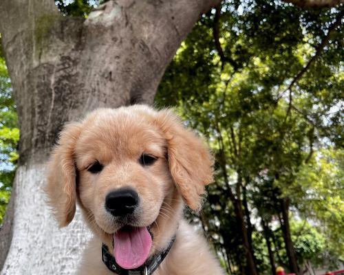 狗伸舌头的多重原因及其健康信号解析(图2)