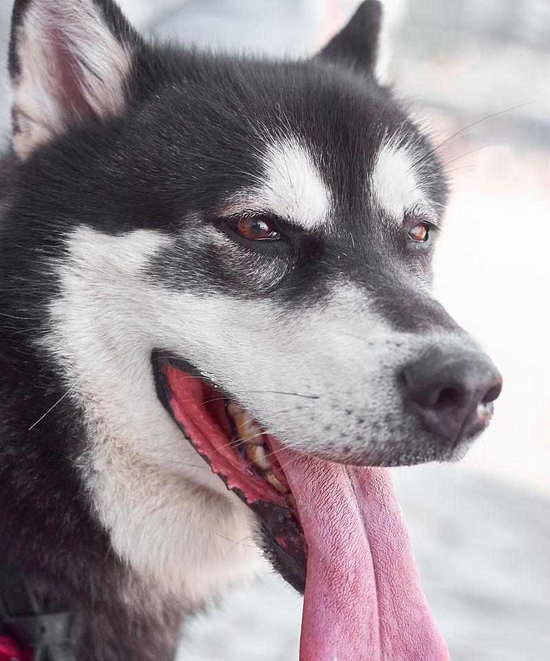 狗伸舌头的多重原因及其健康信号解析 - 悠悠酷狗网