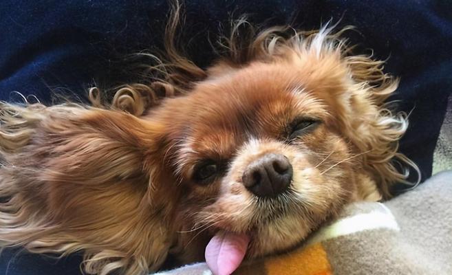 狗伸舌头的多重原因及其健康信号解析(图3)