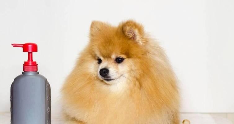 小博美洗澡指南：正确护理让宠物健康又美丽(图3)