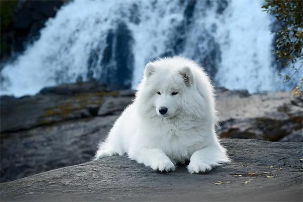下雪天可以遛狗吗？(图2)