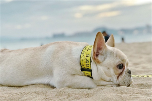 狗狗耳朵臭臭的怎么办？(图2)