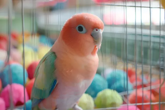 和尚鹦鹉好养吗？(图1)