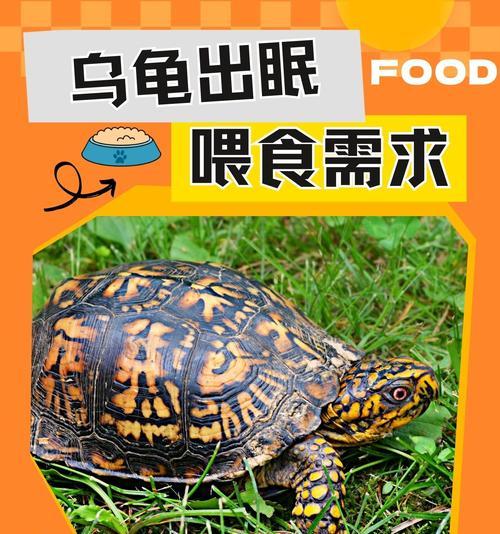 小乌龟的饮食搭配与喂养建议（小乌龟的饮食需求及适宜食物，助你成为贴心的宠物主人）(图1)