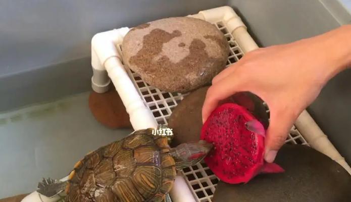 小乌龟的饮食搭配与喂养建议（小乌龟的饮食需求及适宜食物，助你成为贴心的宠物主人）(图2)
