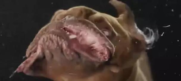 狗为何总是甩头？（探究狗甩头的原因与意义） - 悠悠酷狗网