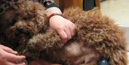 狗狗产仔注意事项（为了狗宝宝和母狗的健康，必须注意以下内容）(图1)