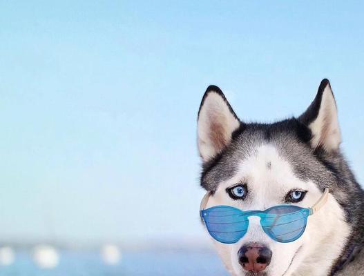 狗为何总是甩头？（探究狗甩头的原因与意义）(图2)