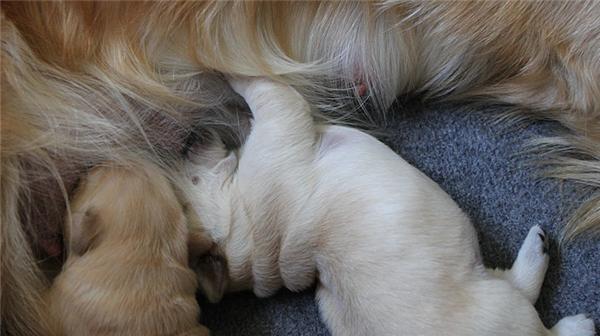 狗狗产仔注意事项（为了狗宝宝和母狗的健康，必须注意以下内容）(图3)