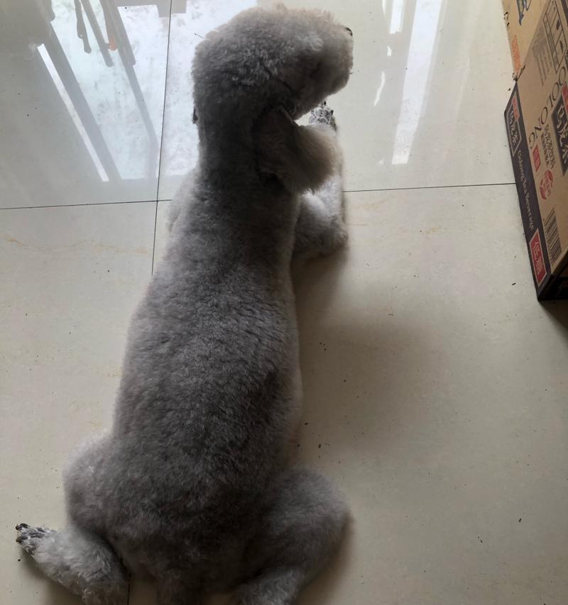 狗狗产仔注意事项（为了狗宝宝和母狗的健康，必须注意以下内容）(图2)